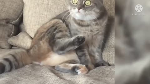Animal funney Videos