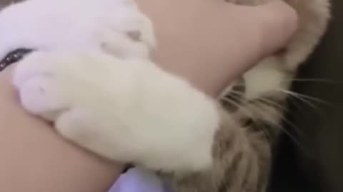 Funny Animal video 2023//funny dogs// funny cat