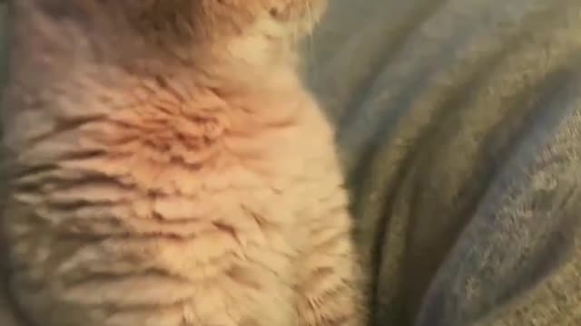 The cat looks like a rabbit