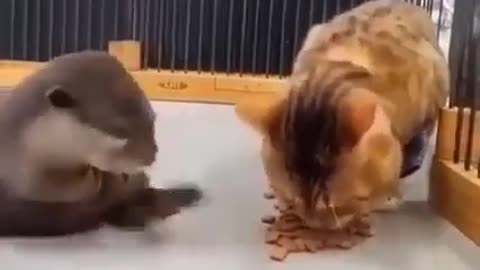 Suspicious Acts, So Funny Animal #shorts #viral #shortsvideo #video