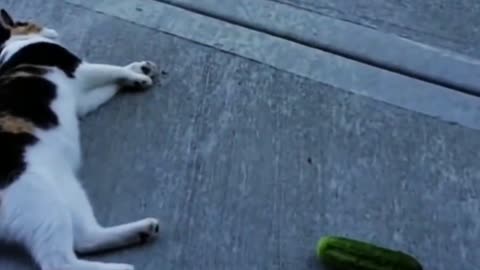 Funny Cat Collection