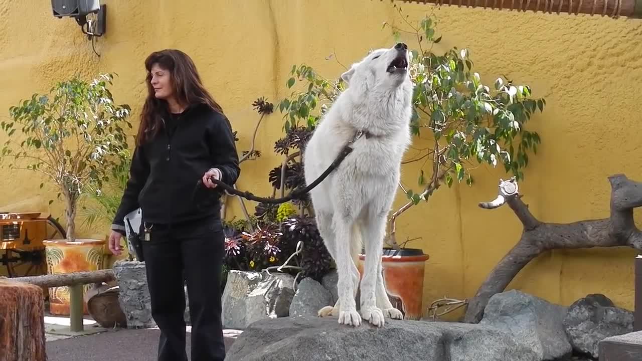 San Diego Zoo - White Arctic Wolf Howling