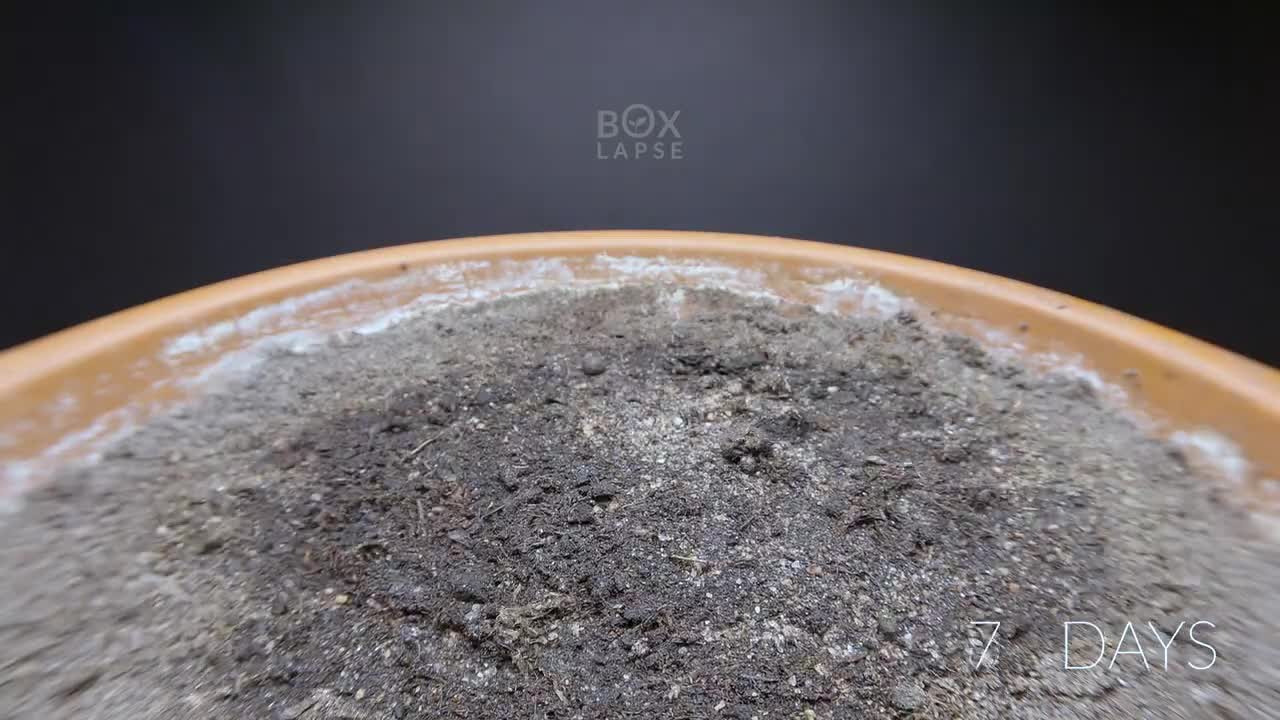 Growing CARAMBOLA (star fruit) Time Lapse