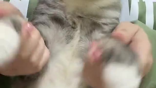 Cat Cleverly Escapes Enclosure || ViralHog