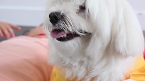 Funniest Cats And Dogs Videos 😺🐶 - Funny Animal Videos 🤣