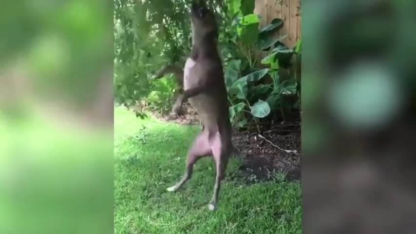 Dog Hangs onto Tree Branch With Teeth