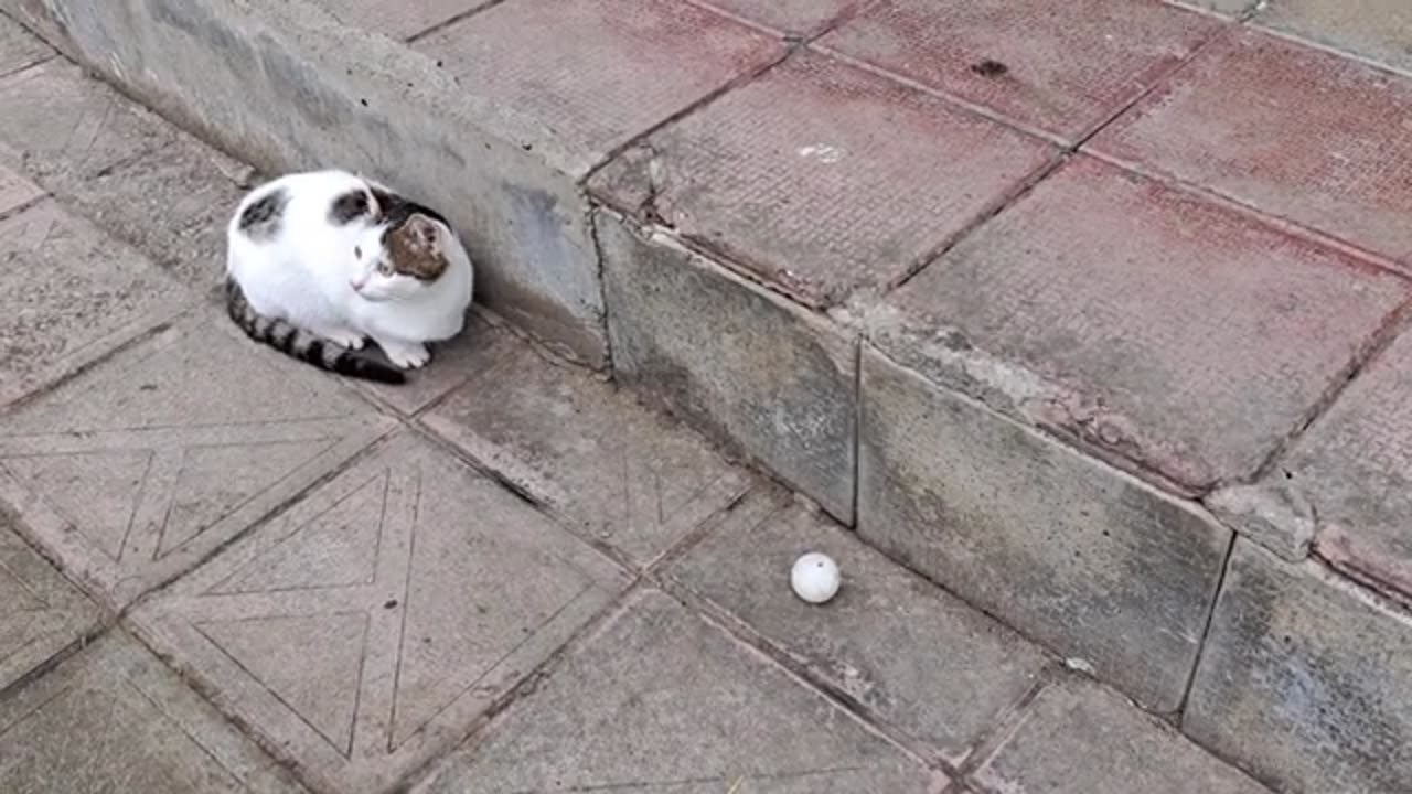 Cute playful cat playing with a balloon.