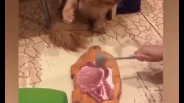 What's the cat doing there?
