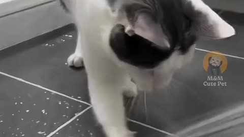 Funny Cat's Expressions