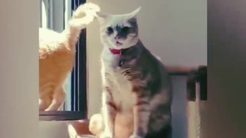 Funny Animal Videos 2023 😂 - Funniest Cats And Dogs Video 😺😍