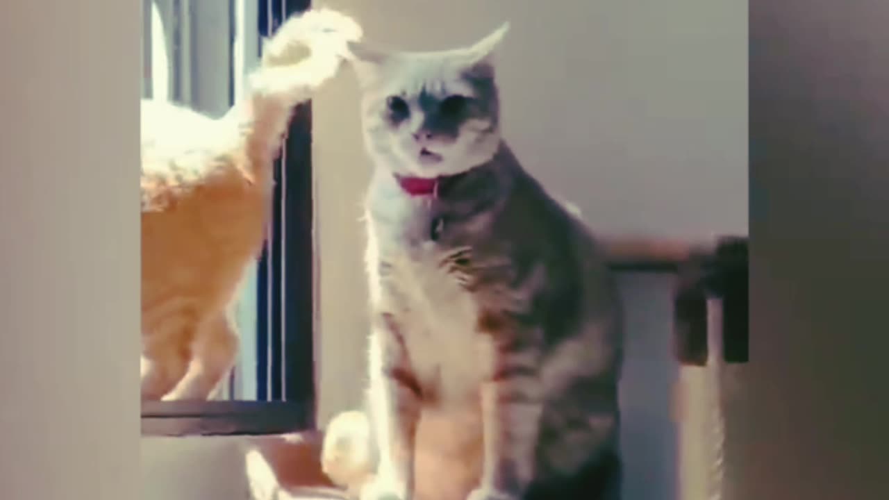 Funny Animal Videos 2023 π - Funniest Cats And Dogs Video πΊπ