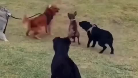 Dogs Argue Too_ 😂 When Husky Dissuades His Bro