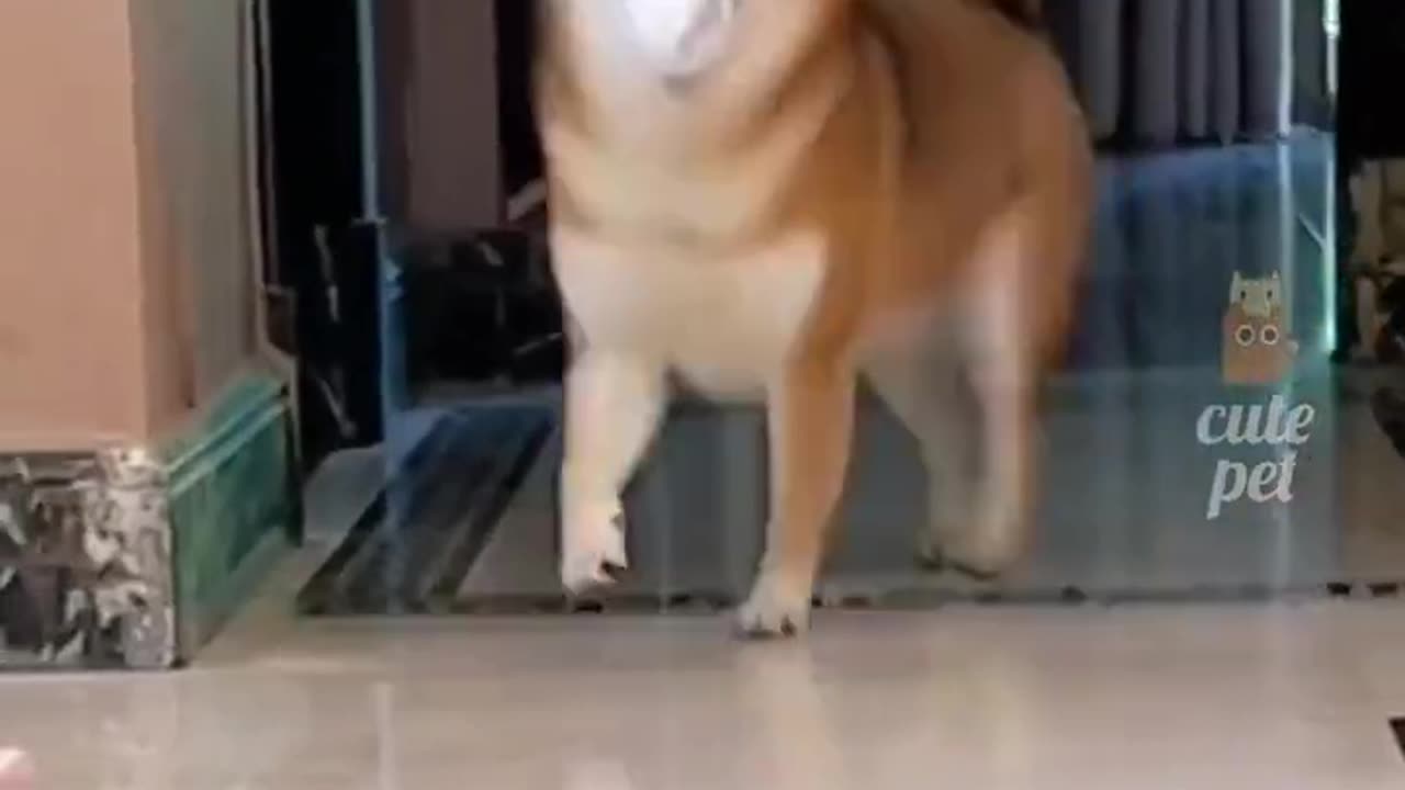 Shiba Inu Compilation