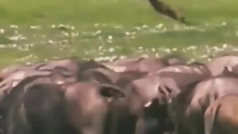 Buffalo Attack to loin