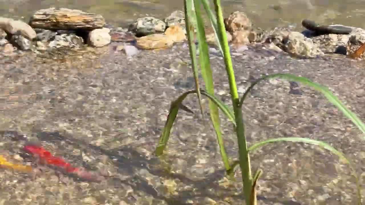 Monkey Baby Bim Bim and Obi go fishing on the boat and meet SHARK-2