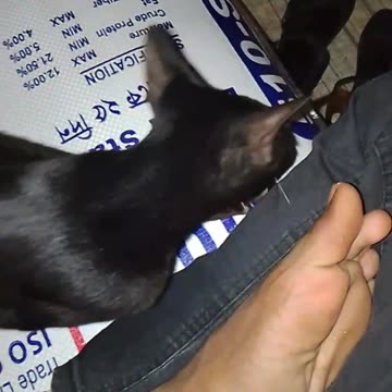 Cat video very little cat. This cat and Tommy very good friend🕊️🕊️🕊️ part 1