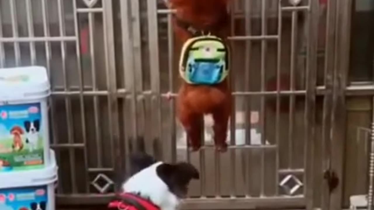 Funny dog video