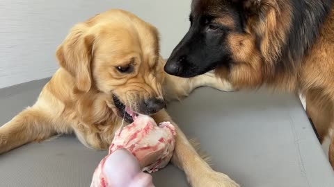 Leaving My Dogs Alone With A Huge Bone