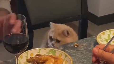 cat wanting to eat