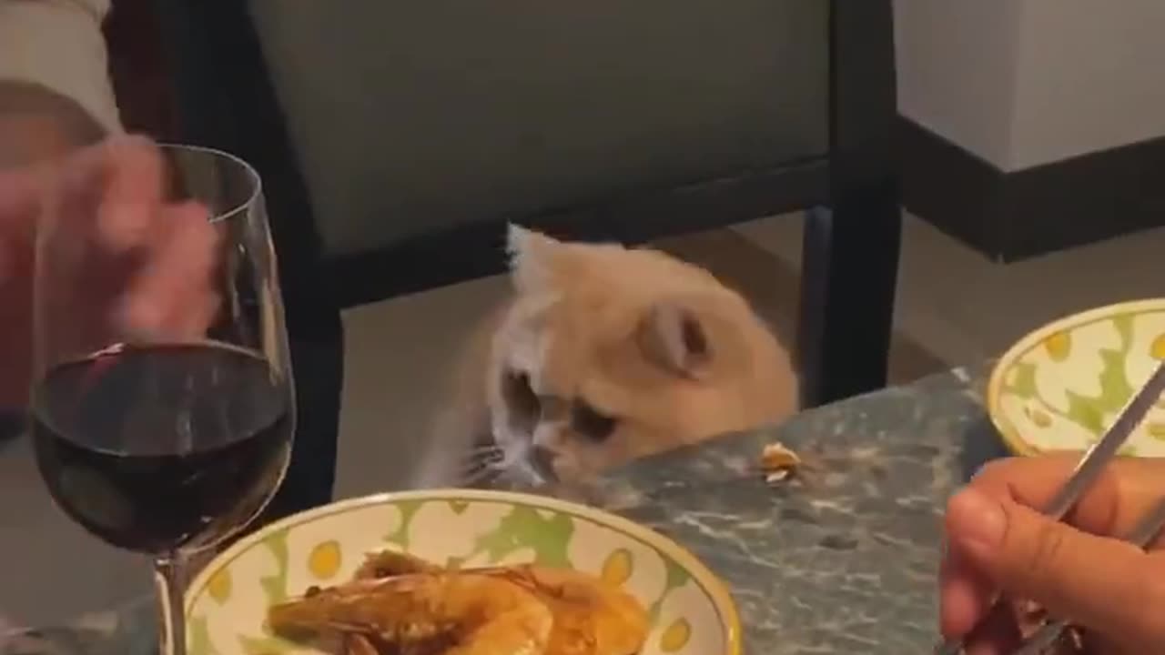 cat wanting to eat