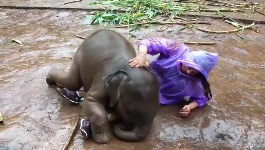 Baby Elephant's Adorable