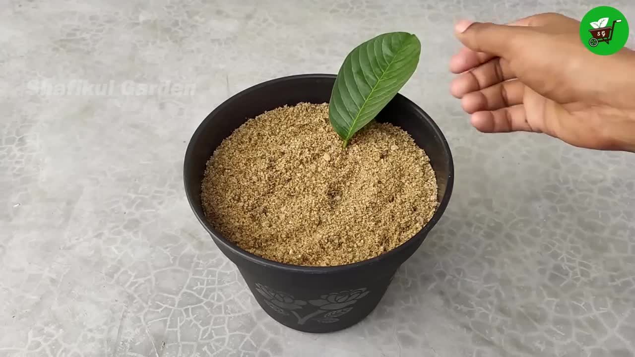 How to grow guava trees from guava leaves