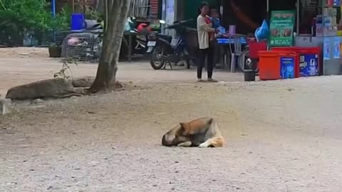 Troll Prank Dog Funny & fake Lion and Fake Tiger Prank To dog & Huge Box