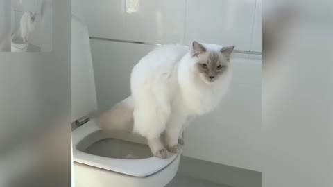 Cat going to the toilet