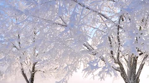 Enjoy flowers in spring and snow in winter