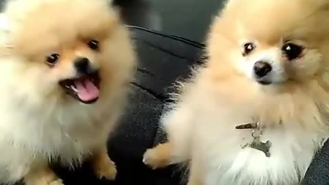 Two cute little guys