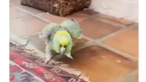 A PARROT GASLIGHTING HIS OWNER