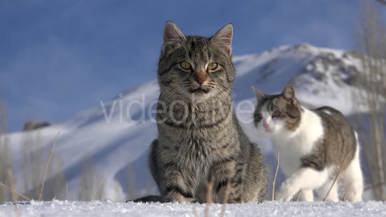 A couple of cats in the snow