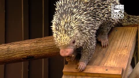 Rico the Brazilian Porcupine - Cincinnati Zoo