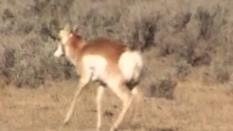 "I bet 'cha that one don't run off" - Wyoming Antelope Hunt