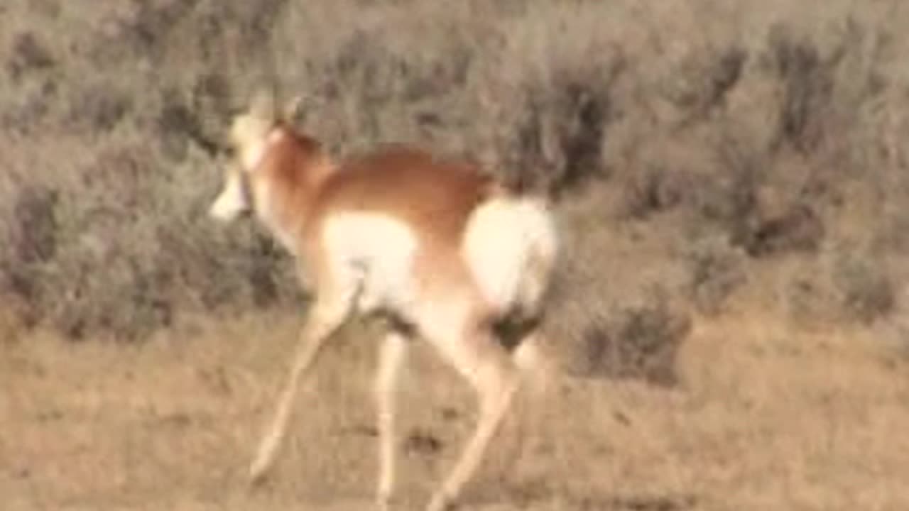 "I bet 'cha that one don't run off" - Wyoming Antelope Hunt