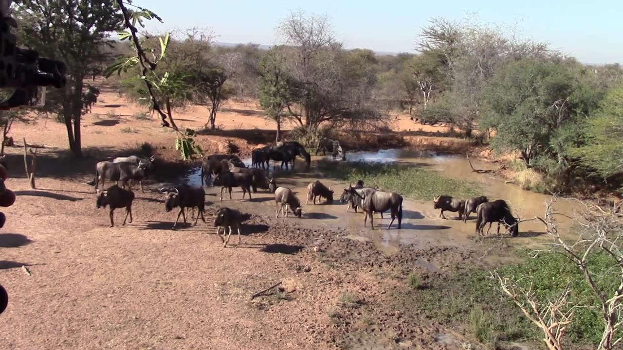 Bowhunting Wildebeest - Tree Stand