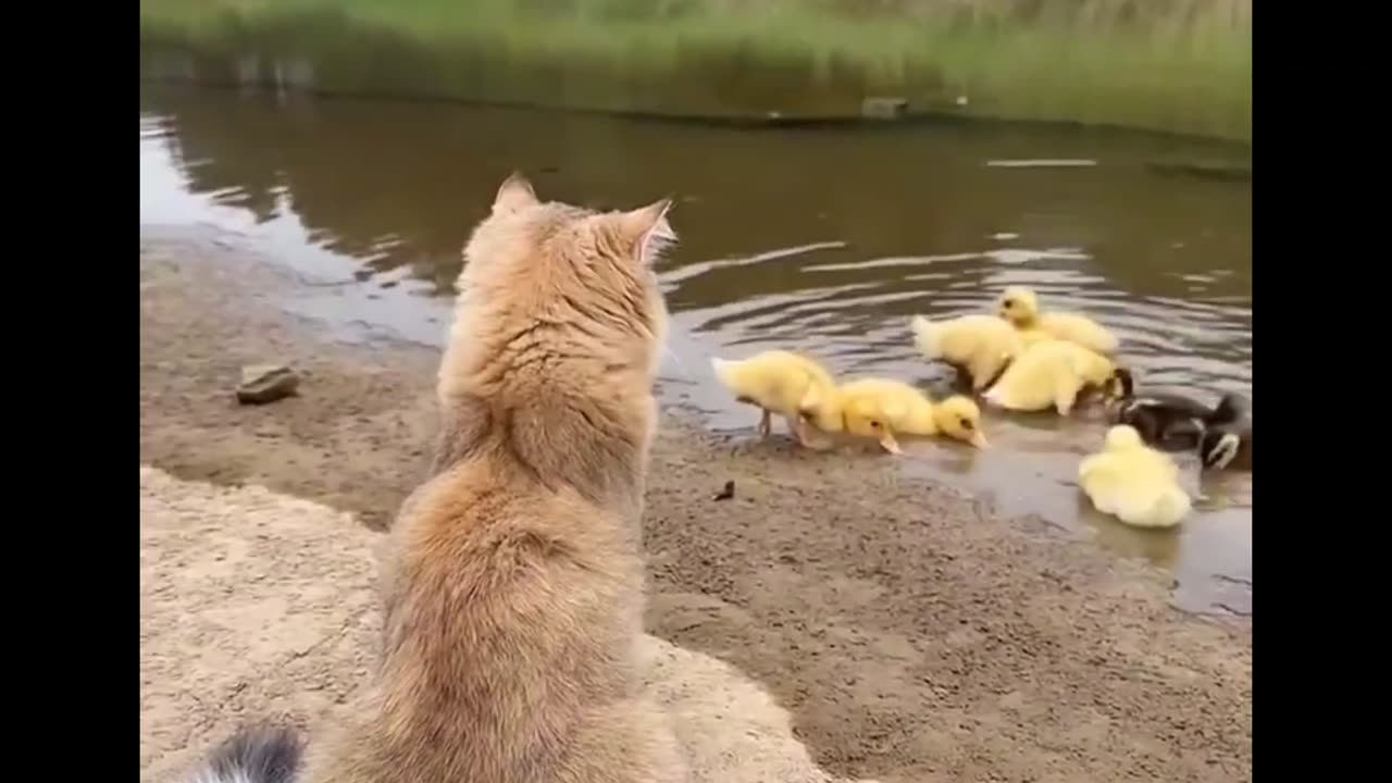 Friends ❣️ 😻🦆