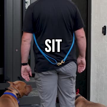 Reuniting two game bred pit bulls with their owner after a board and train program