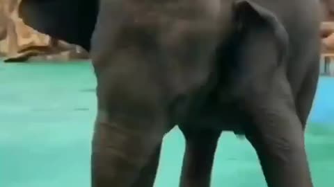 😍so beautiful Elephant video animal lover