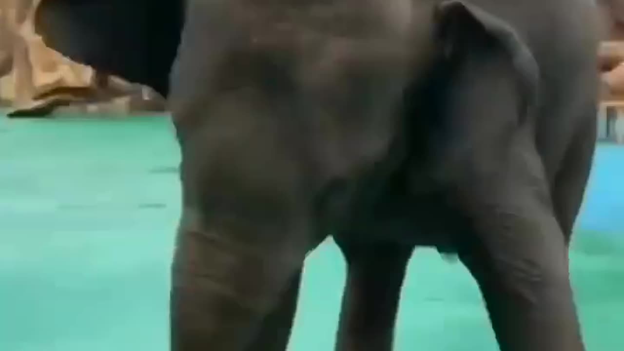 😍so beautiful Elephant video animal lover