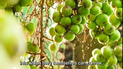 The fig tree.