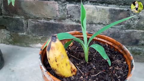 Grow banana tree from banana 🍌🍌🍌