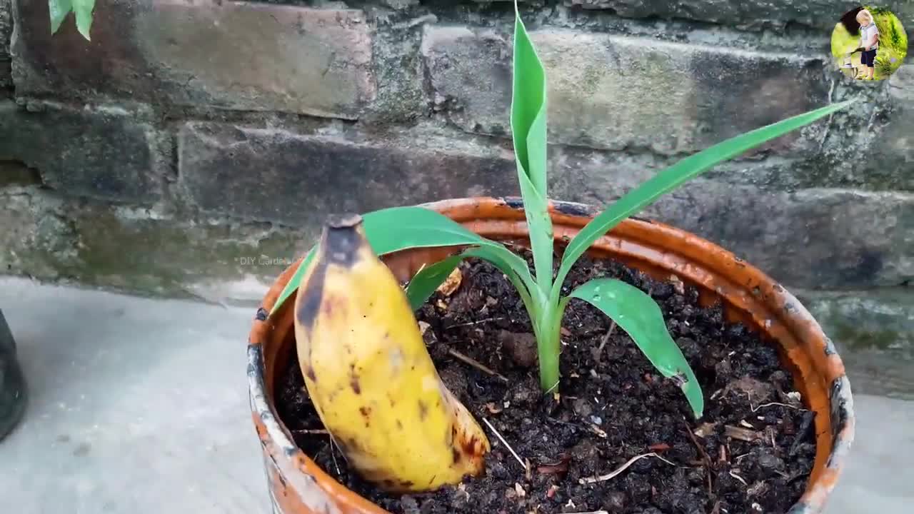 Grow banana tree from banana 🍌🍌🍌