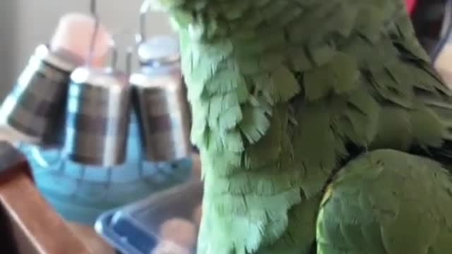 Cuckoo the Happy bird.