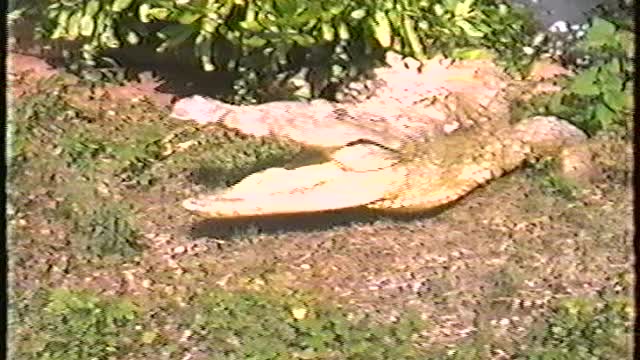1991 Florida Trip - Part 2