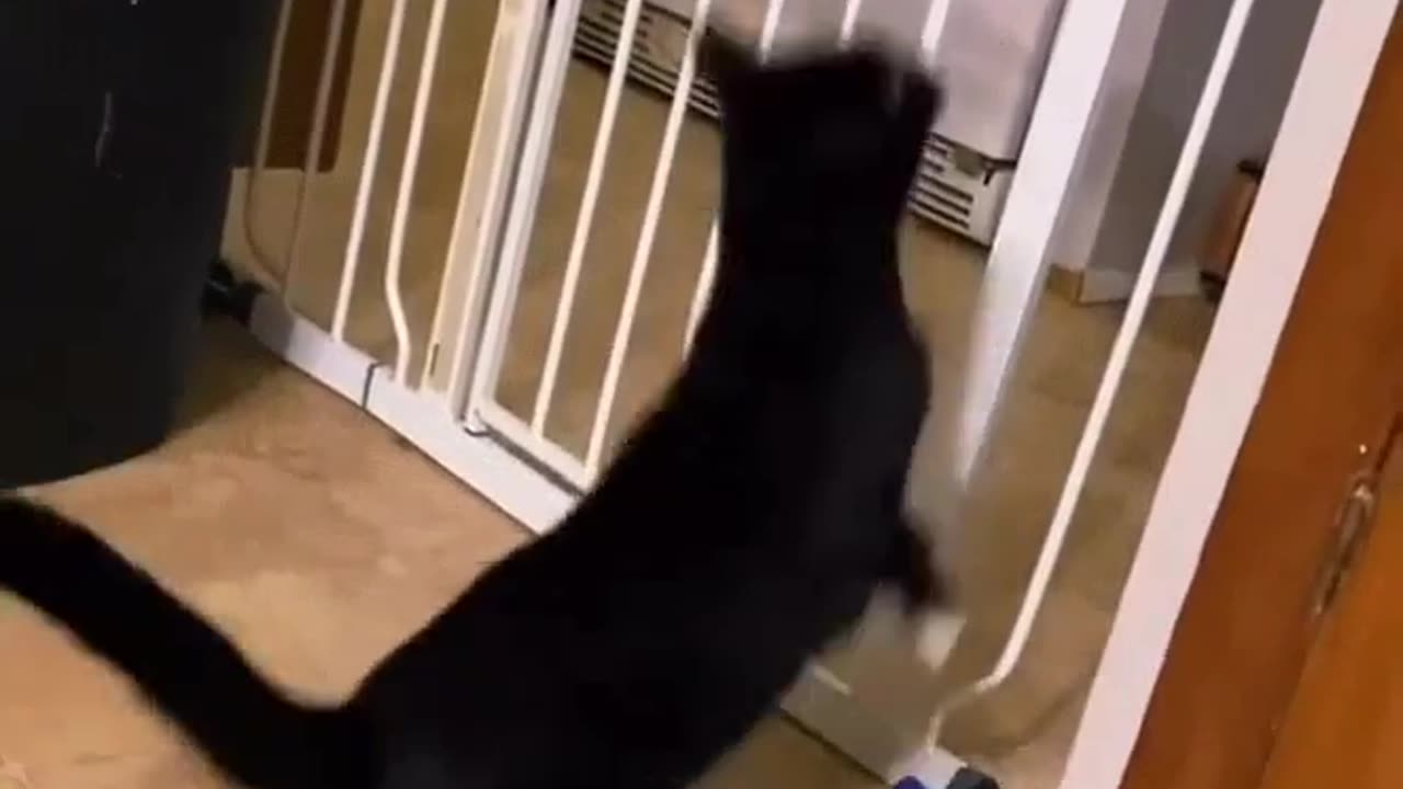 Funny cat video. #Rumble