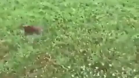 The Monty Python Rabbit Has Been Found