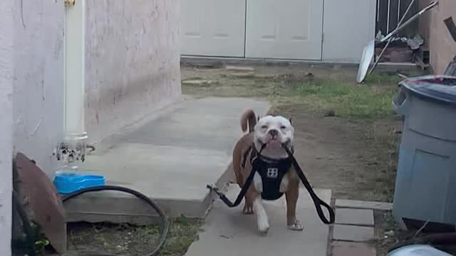 Happy Pup Leaves with Leash