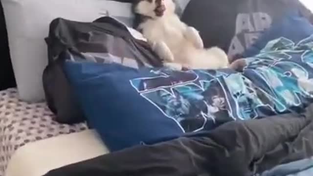 The Cutest Husky Chilling in bed