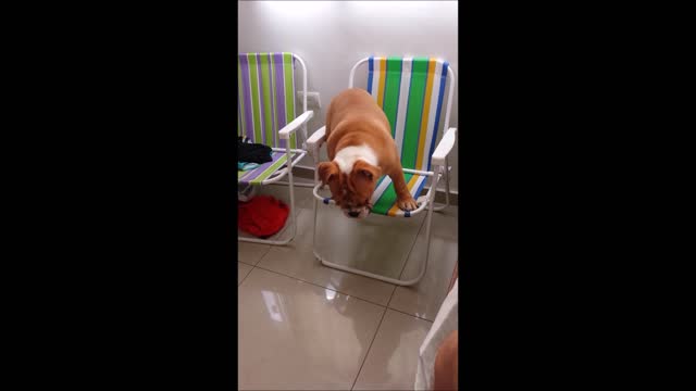 Tonha the Bulldog Takes a Seat